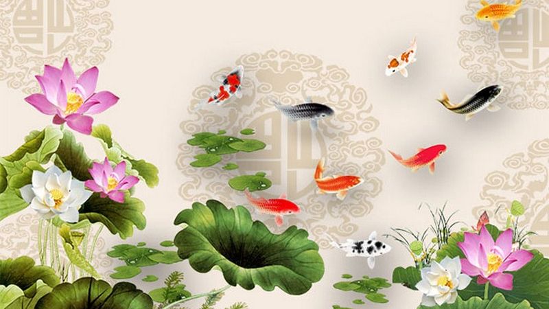 hình nền cá chép hoa sen