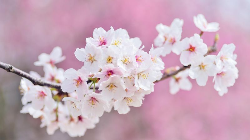 hình nền full HD 1920x1080 cho máy tính