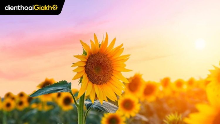 Hình ảnh hoa hướng dương