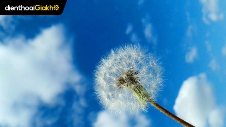 Top 199+ hình nền hoa bồ công anh chất lượng cao cho máy tính và điện thoại