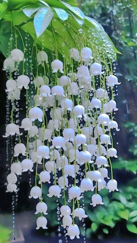Ảnh nền hoa Linh Lan trắng siêu đẹp
