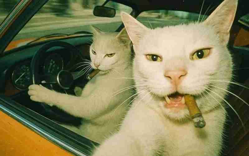 Ảnh nền máy tính mèo ngầu