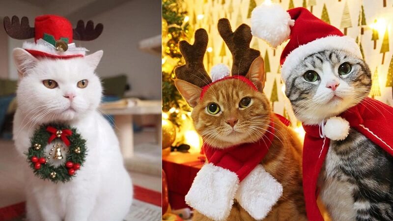 hình nền Giáng Sinh cute