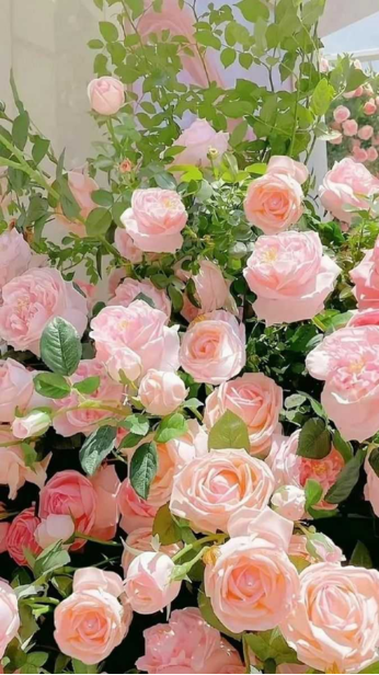 Hình nền hoa luôn mang vẻ đẹp nhẹ nhàng và tinh tế cho iPhone của bạn