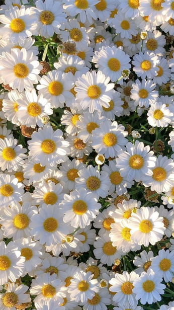 Hình nền hoa luôn mang vẻ đẹp nhẹ nhàng và tinh tế cho iPhone của bạn