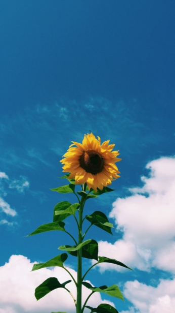 Hình nền hoa luôn mang vẻ đẹp nhẹ nhàng và tinh tế cho iPhone của bạn