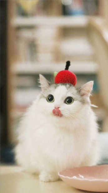 Khoảnh khắc đáng yêu của chó mèo giúp hình nền iPhone thêm sinh động