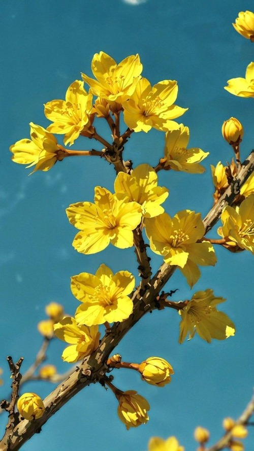 Hình nền điện thoại phiên chợ Tết