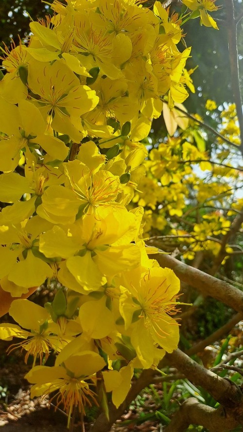 Hình nền điện thoại phiên chợ Tết