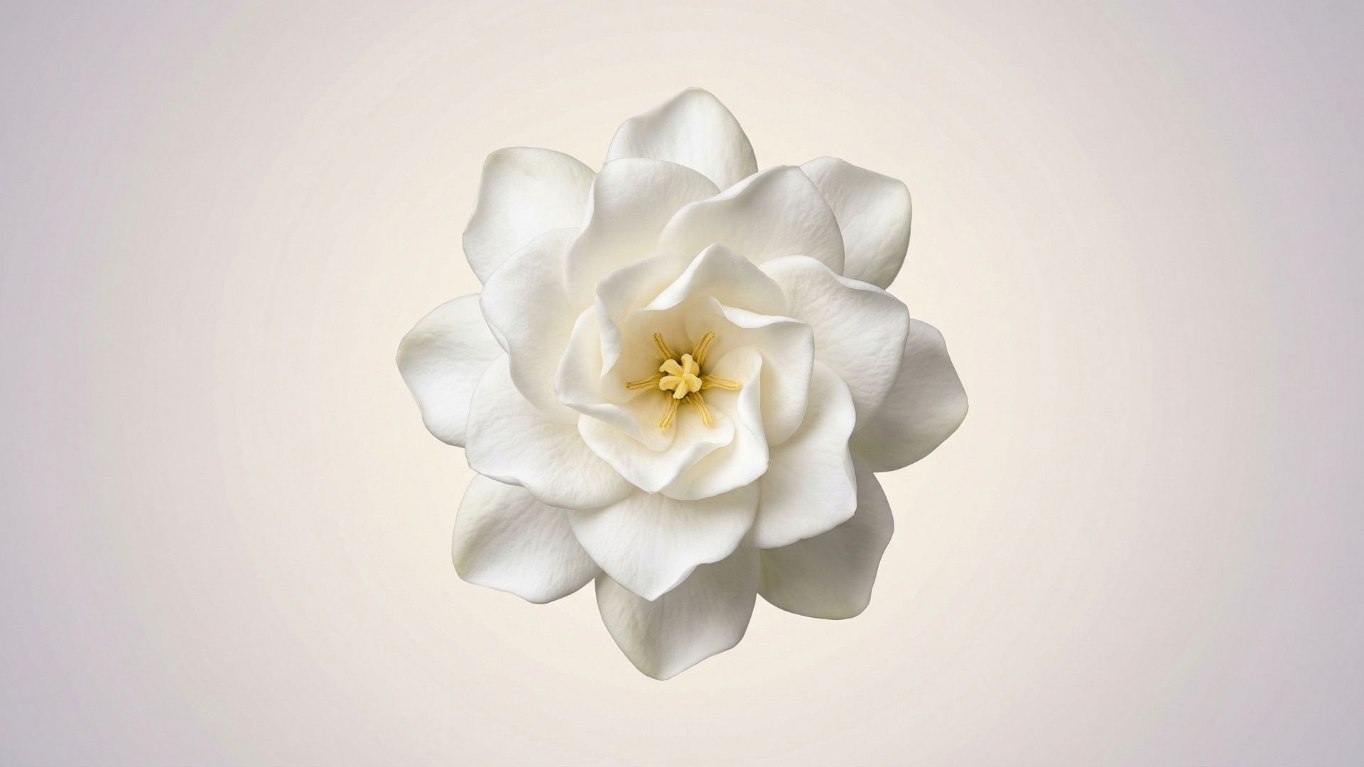 Hoa dành dành là hoa gì