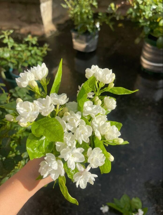 hinh-nen-hoa-danh-danh