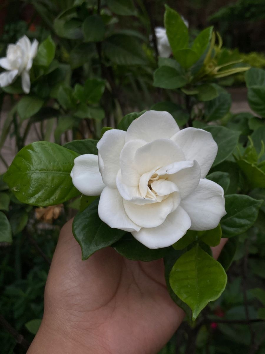 hinh-nen-hoa-danh-danh