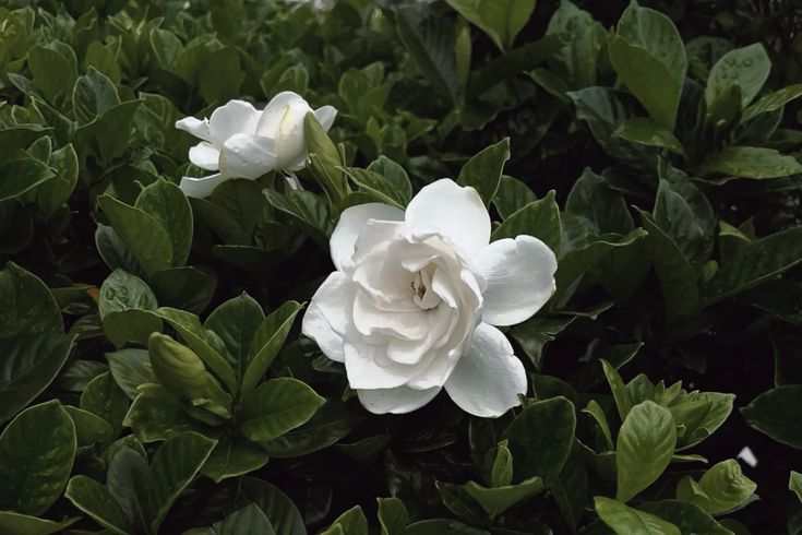 hinh-nen-hoa-danh-danh