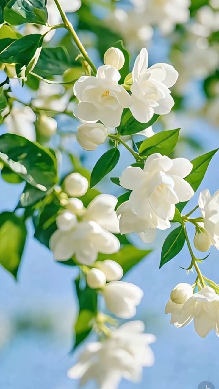 hinh-nen-hoa-danh-danh