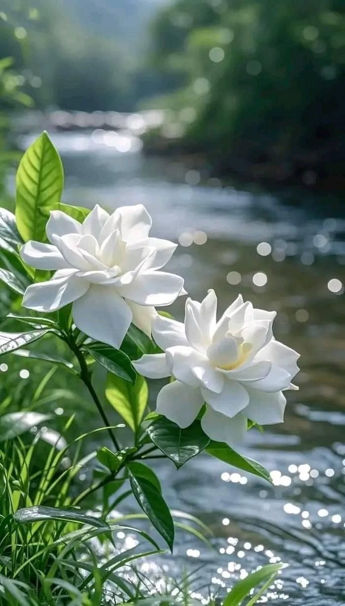 hinh-nen-hoa-danh-danh