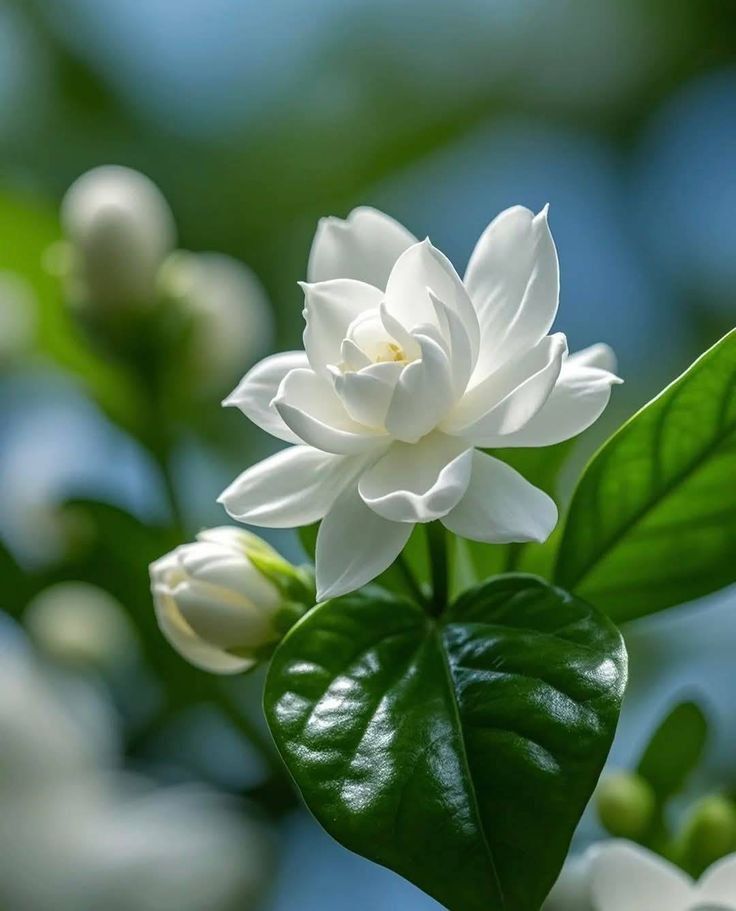 hinh-nen-hoa-danh-danh