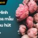 399+ Hình nền hoa mẫu đơn thu hút tài lộc,